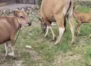 Penyakit Jembrana Kembali Serang Ternak Sapi di Bone