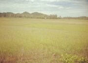 Petani Gagal Panen, Butuh Bantuan Pompanisasi