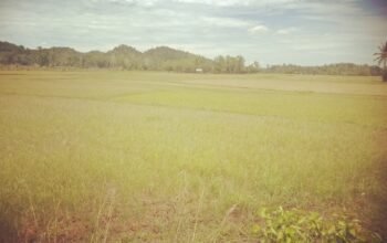 Petani Gagal Panen, Butuh Bantuan Pompanisasi