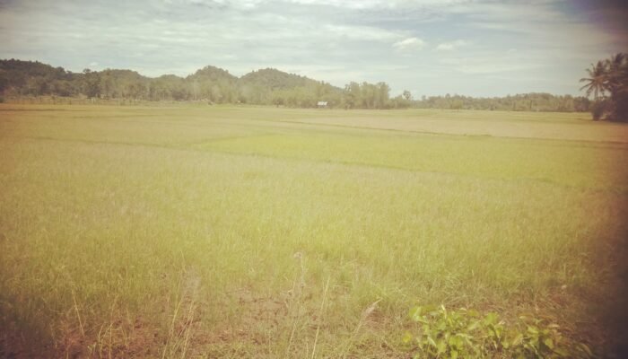 Petani Gagal Panen, Butuh Bantuan Pompanisasi